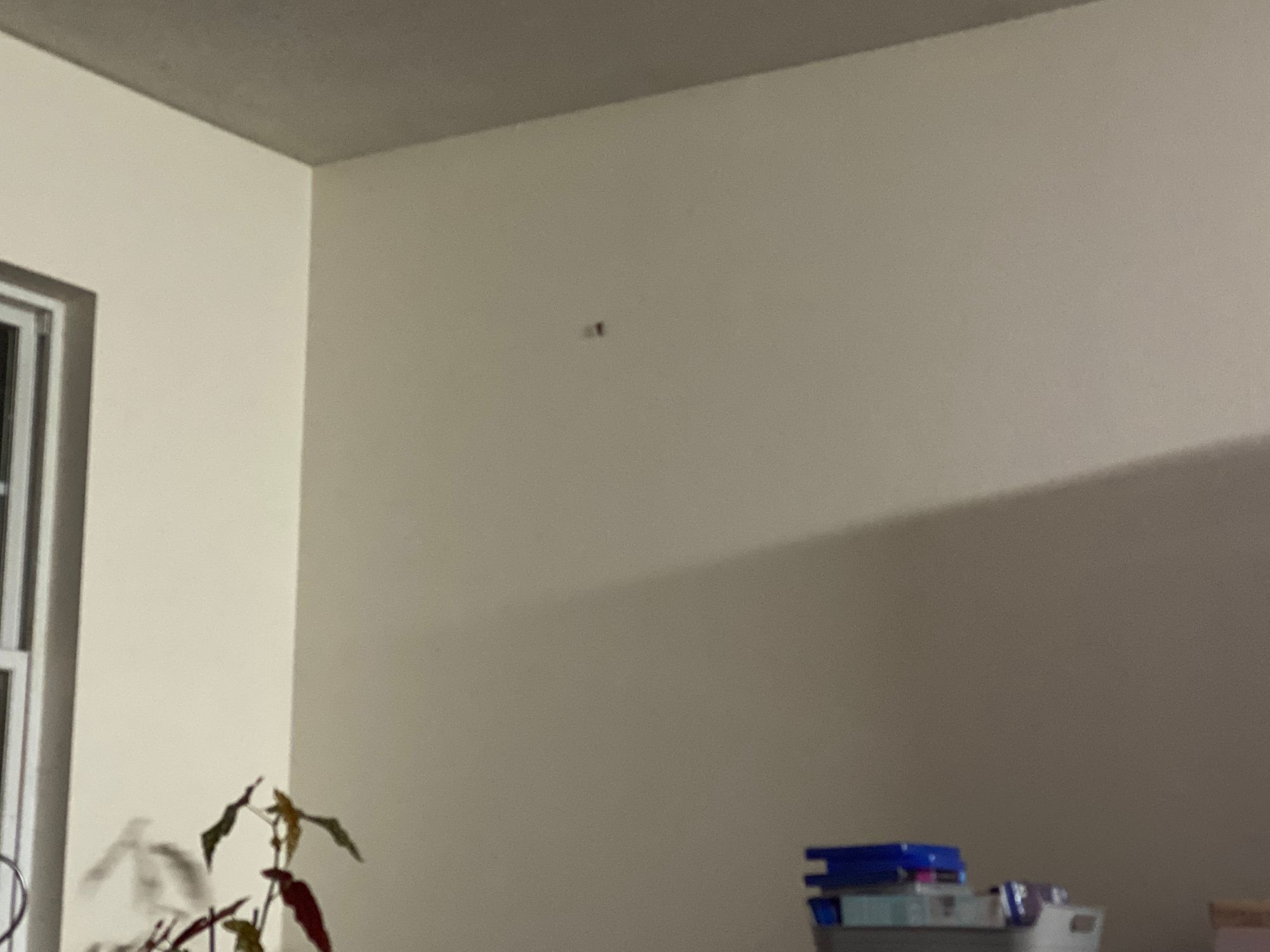 Weird ass bug I accidentally left in. The cat was chasing it, so I thought that would be the end of it. They've come to a truce.